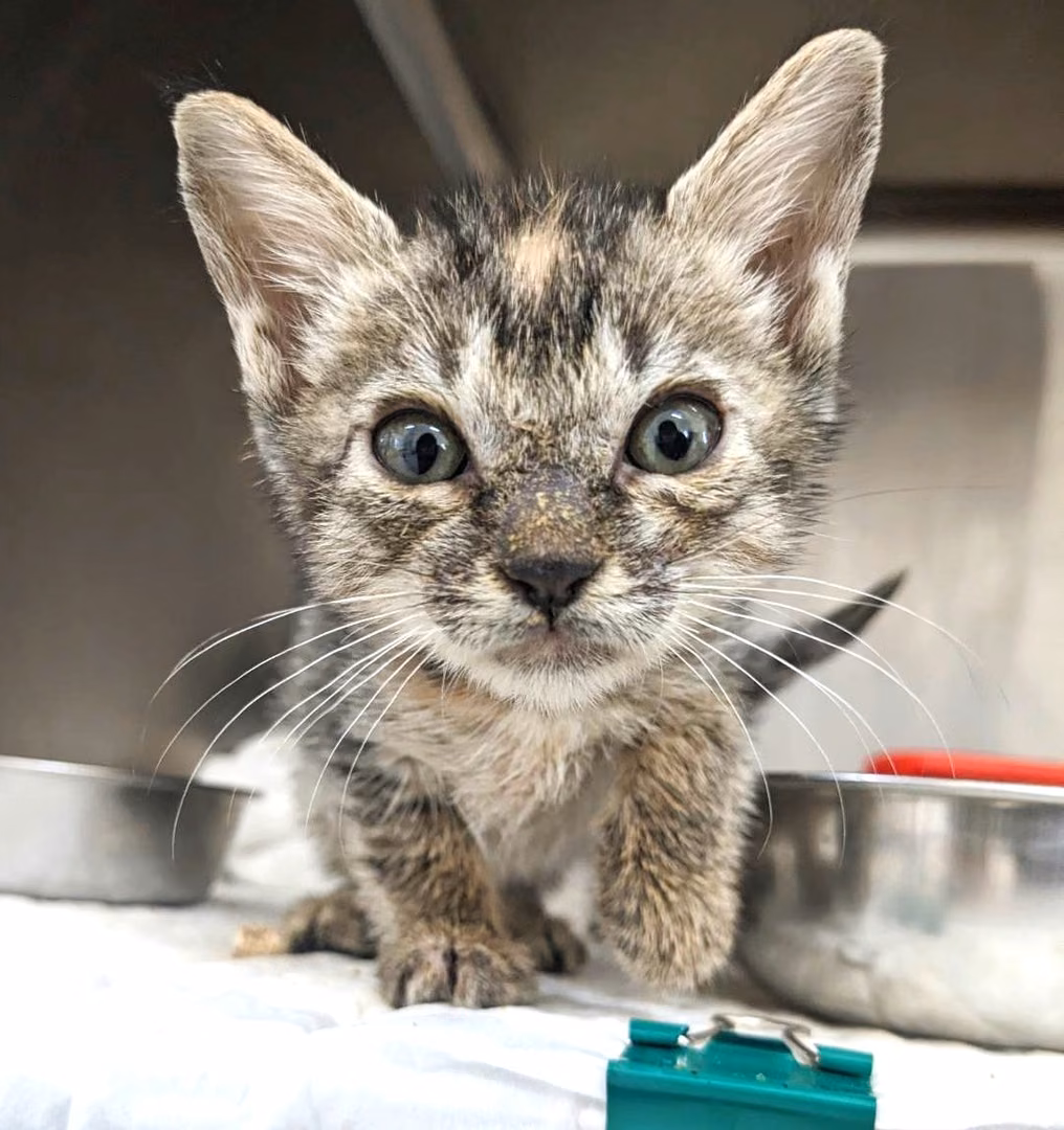 Tabby young female mixed-breed cat, Small, shelter no. …5003