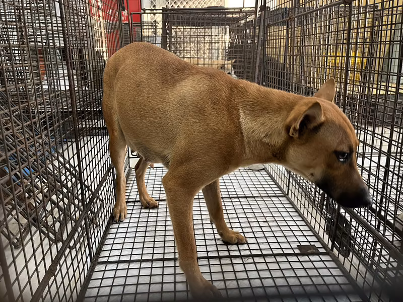Tan adult female mixed-breed dog, Medium, shelter no. …1D01
