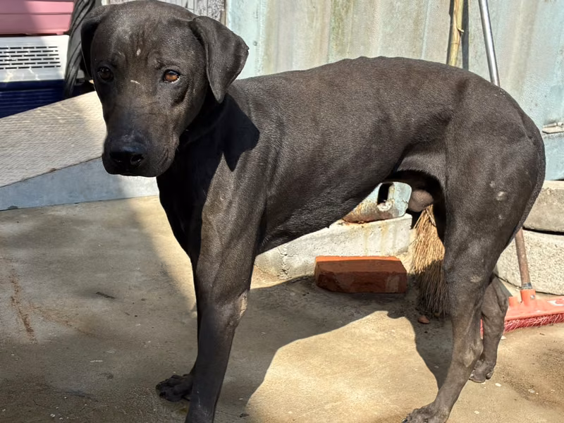 Black adult male mixed-breed dog, Medium, shelter no. …7003