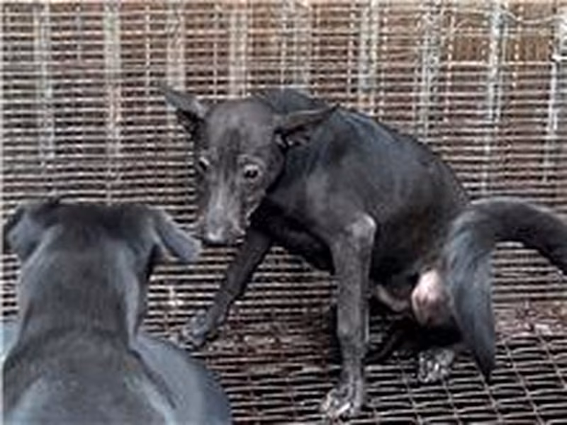 Black young male mixed-breed dog, Medium, shelter no. …5002