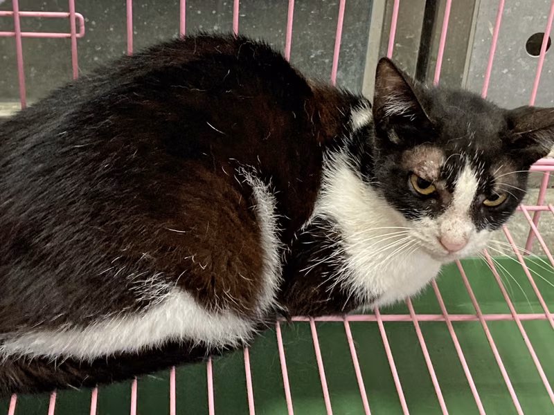 Black-and-white adult female mixed-breed cat, Medium, shelter no. …2019
