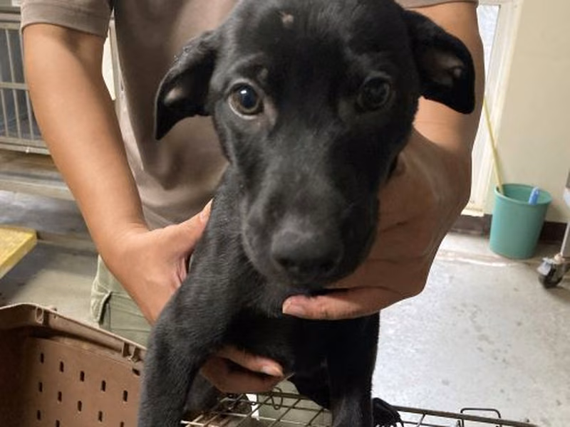 Black young male mixed-breed dog, Small, shelter no. …9001