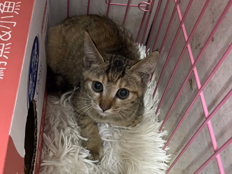 Tabby young female mixed-breed cat, Small, shelter no. …4002