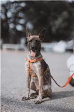 Tabby young male mixed-breed dog, Medium, shelter no. …8008