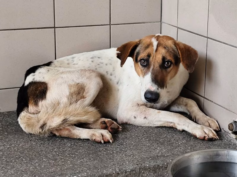 Patched adult male mixed-breed dog, Large, shelter no. …2511