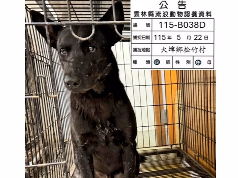 Black adult male mixed-breed dog, Large, shelter no. …038D