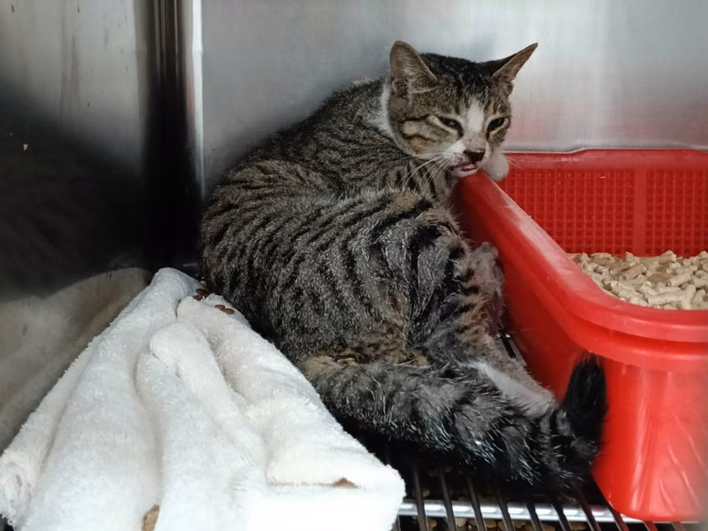 Tabby-and-white adult female mixed-breed cat, Medium, shelter no. …3001