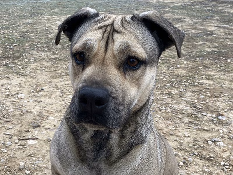 Thais, Senior · Female · Medium · Mixed breed