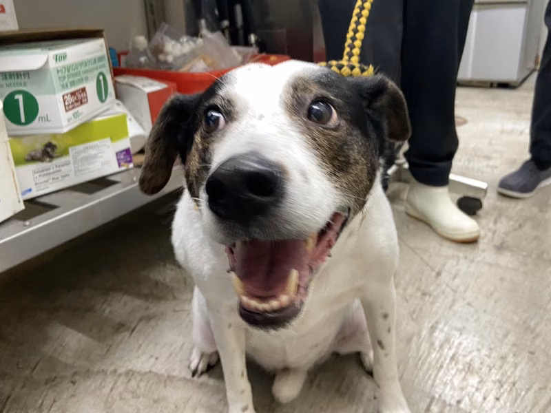 ミックス犬(メス・成犬・黒と白)、中型, 施設番号 …1301