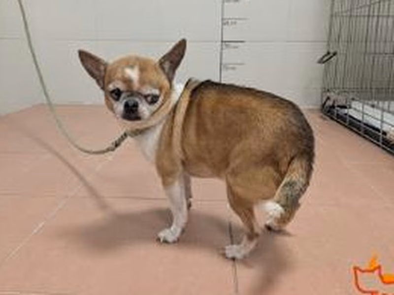 Brown-and-white adult male Chihuahua, shelter no. …3822