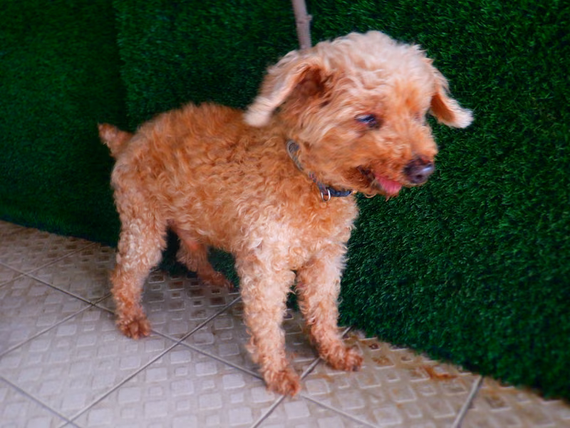 Brown adult male poodle, Small, shelter no. …1568