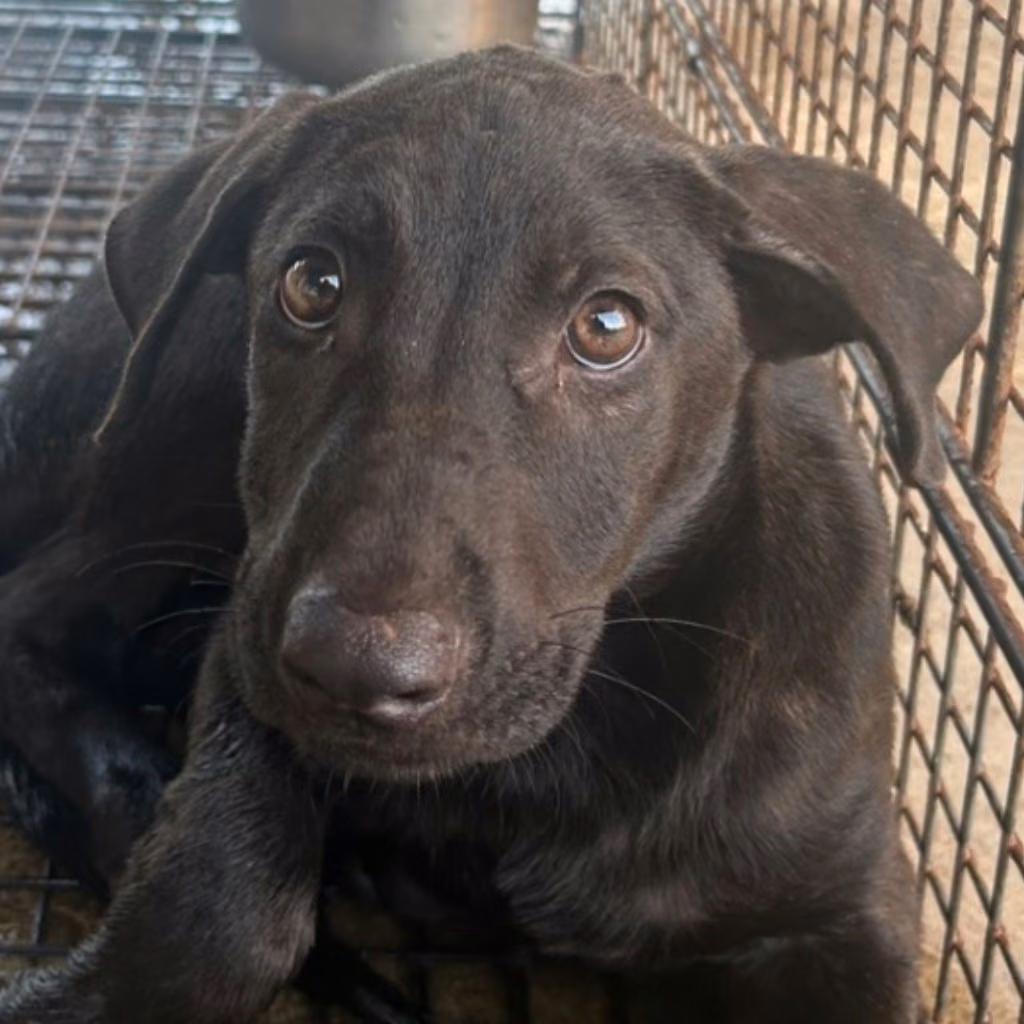 Black young male mixed-breed dog, Medium, shelter no. …1001