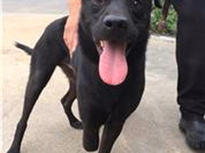 Black adult male mixed-breed dog, Medium, shelter no. …6002