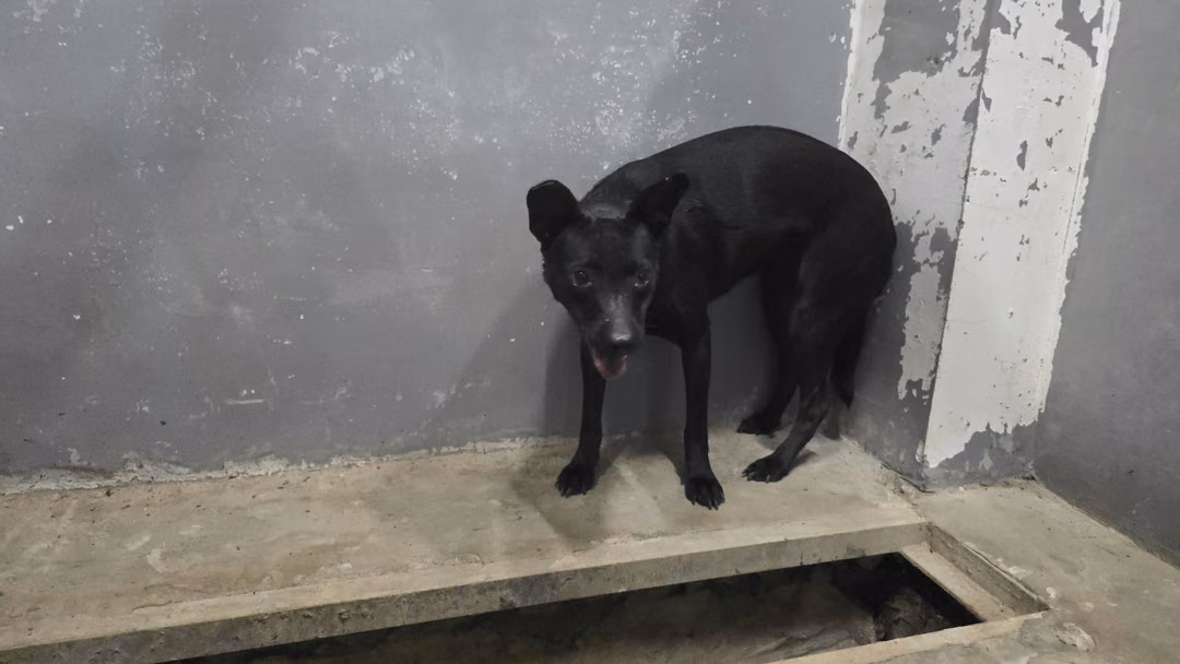 黑色成年母混種犬,中型, 收容編號 …3001