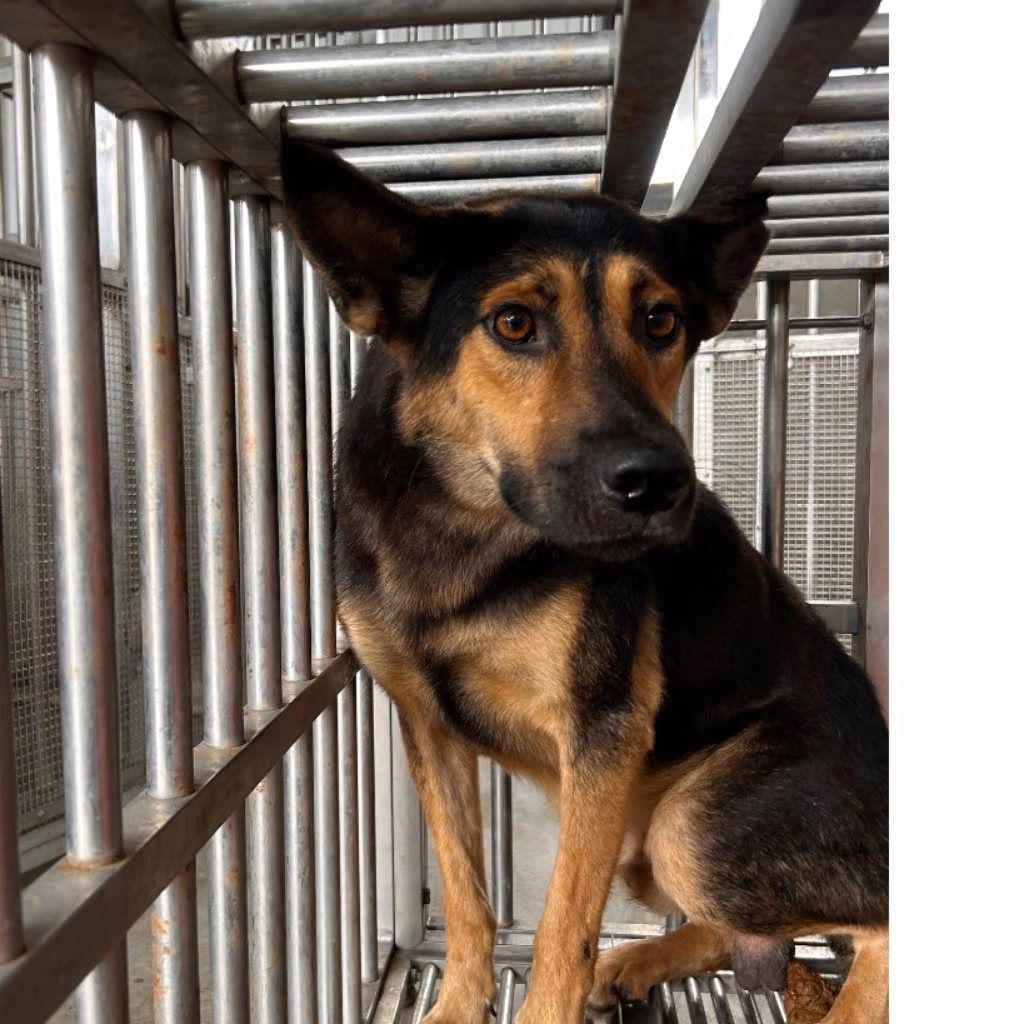 Black-and-tan adult male mixed-breed dog, Large, shelter no. …4012