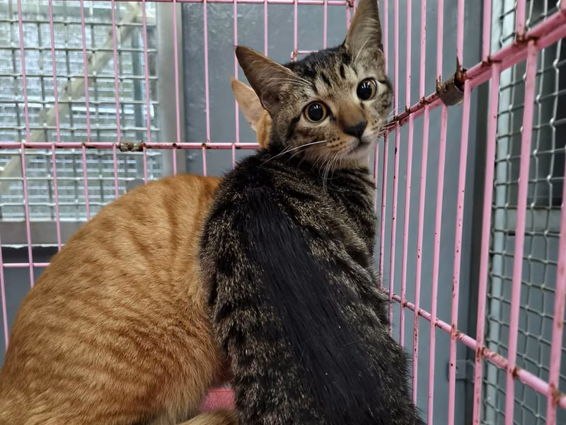 ミックス猫(オス・成猫・黒とトラ)、中型, 施設番号 …7003