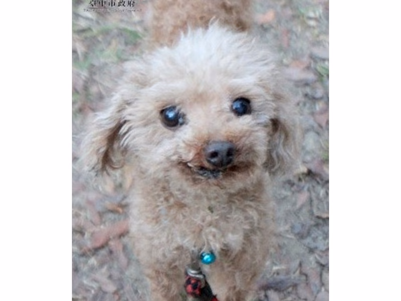 Brown adult male poodle, Medium, shelter no. …6004