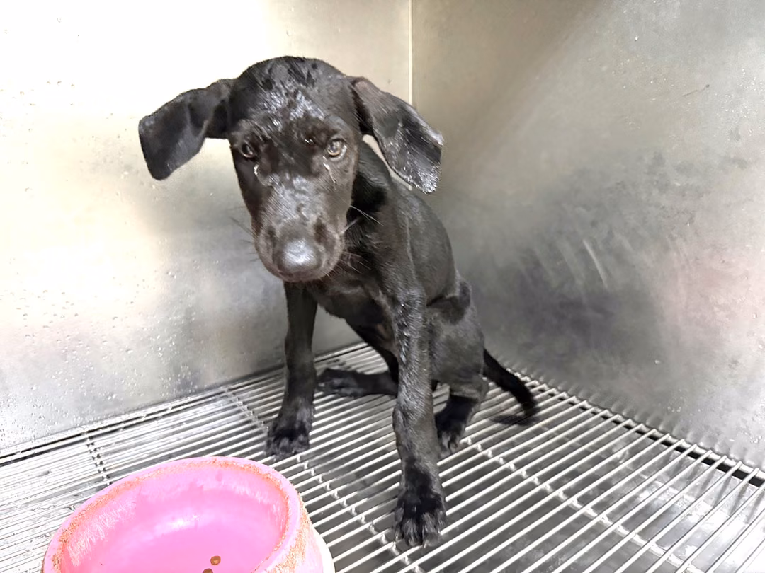 Black adult male mixed-breed dog, Small, shelter no. …20Q5