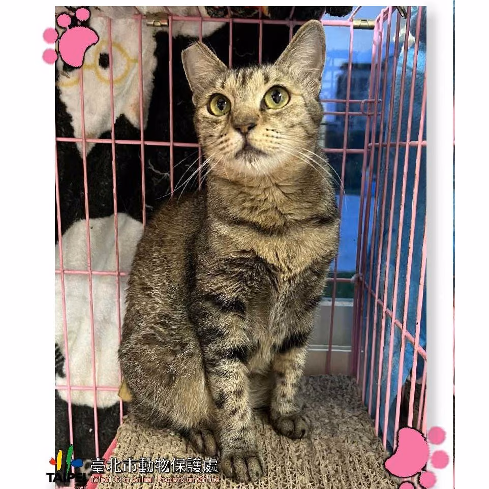 Tabby adult female mixed-breed cat, Medium, shelter no. …2602