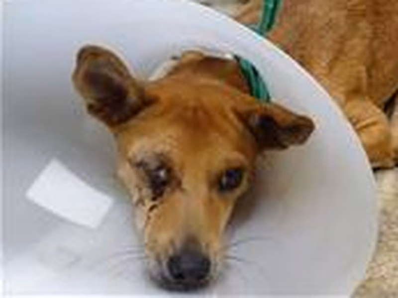 Tan adult female mixed-breed dog, Medium, shelter no. …2602