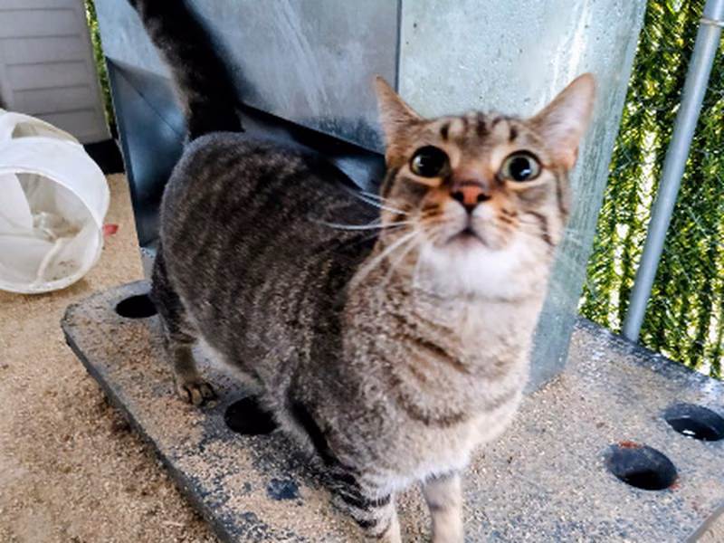 Delicious、成犬・成猫 · オス · ヨーロピアンショートヘア