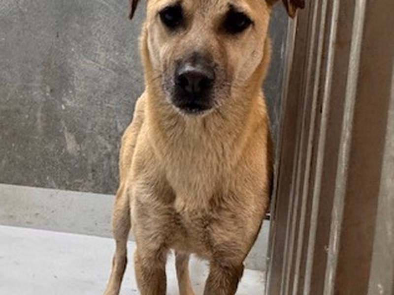 Tan adult male mixed-breed dog, Medium, shelter no. …1001