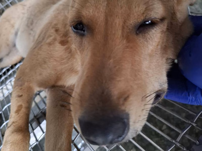 Tan adult female mixed-breed dog, Large, shelter no. …3-06