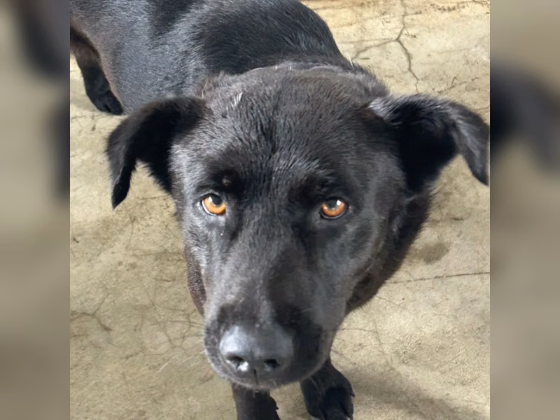 Black adult male mixed-breed dog, Large, shelter no. …9016