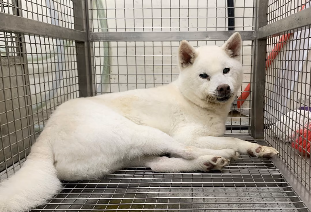 White adult male Shiba Inu, Medium, shelter no. …1908