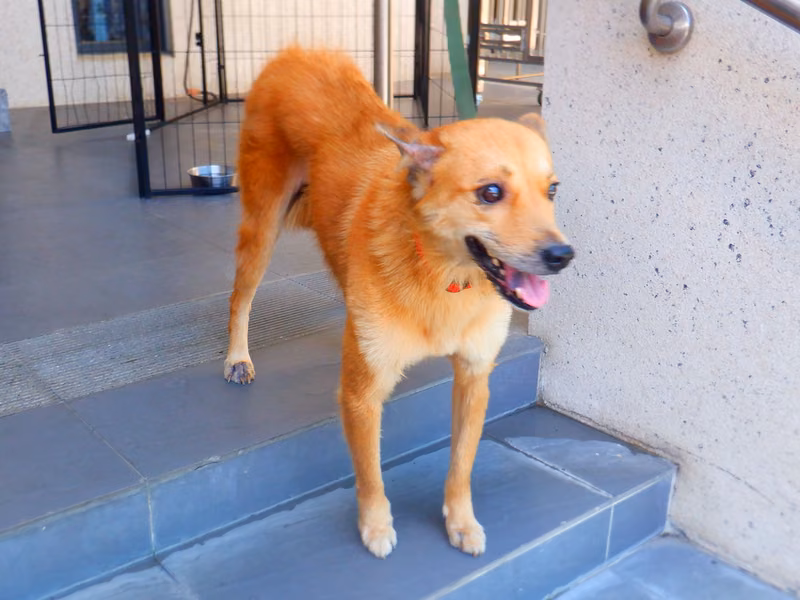 Tan adult female mixed-breed dog, Medium, shelter no. …8641