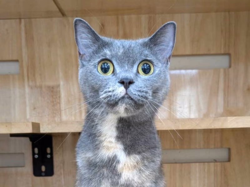 Patched adult female British Shorthair, Medium, shelter no. …2002