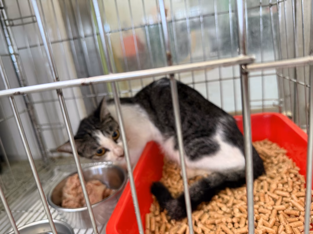 Black-and-white adult female mixed-breed cat, Medium, shelter no. …0005