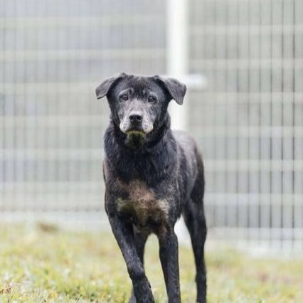Black adult female mixed-breed dog, Large, shelter no. …6002