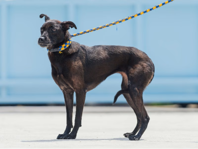 Black adult female mixed-breed dog, Medium, shelter no. …4009