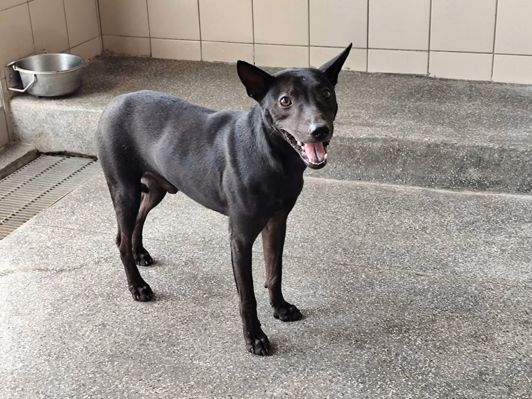 Black adult male mixed-breed dog, Large, shelter no. …1720