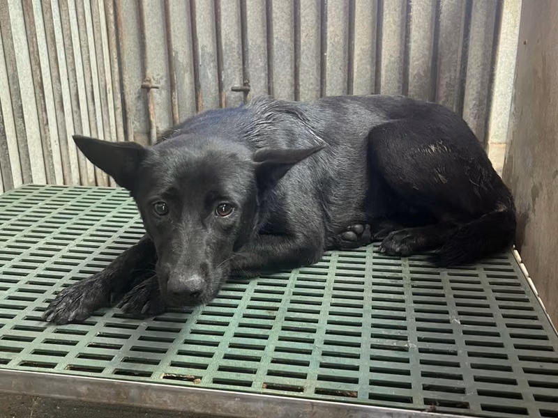 Black adult female mixed-breed dog, Medium, shelter no. …7020