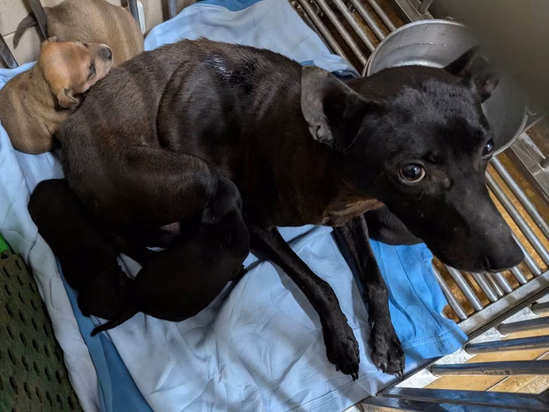 Black adult female mixed-breed dog, Large, shelter no. …2110