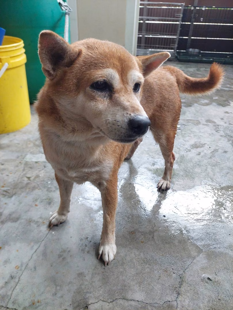 Brown adult female Shiba Inu, Medium, shelter no. …6001
