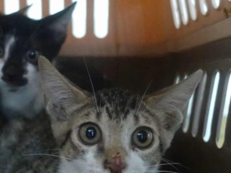Tabby-and-white young mixed-breed cat, Small, shelter no. …1166