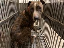 Tabby female American Pit Bull Terrier, Medium, shelter no. …4003