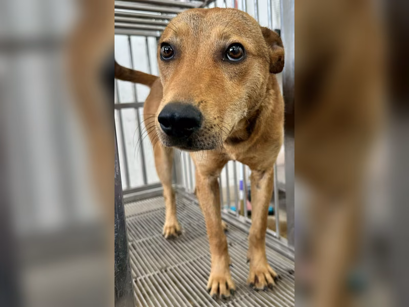 Tan adult male mixed-breed dog, Medium, shelter no. …0004