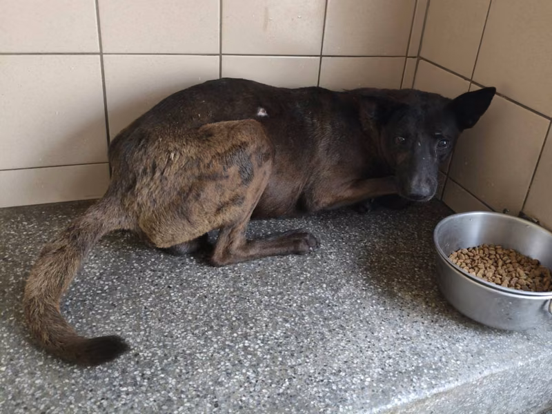 Black adult male mixed-breed dog, Large, shelter no. …0910