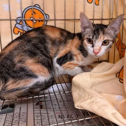 Calico young female mixed-breed cat, Medium, shelter no. …3002