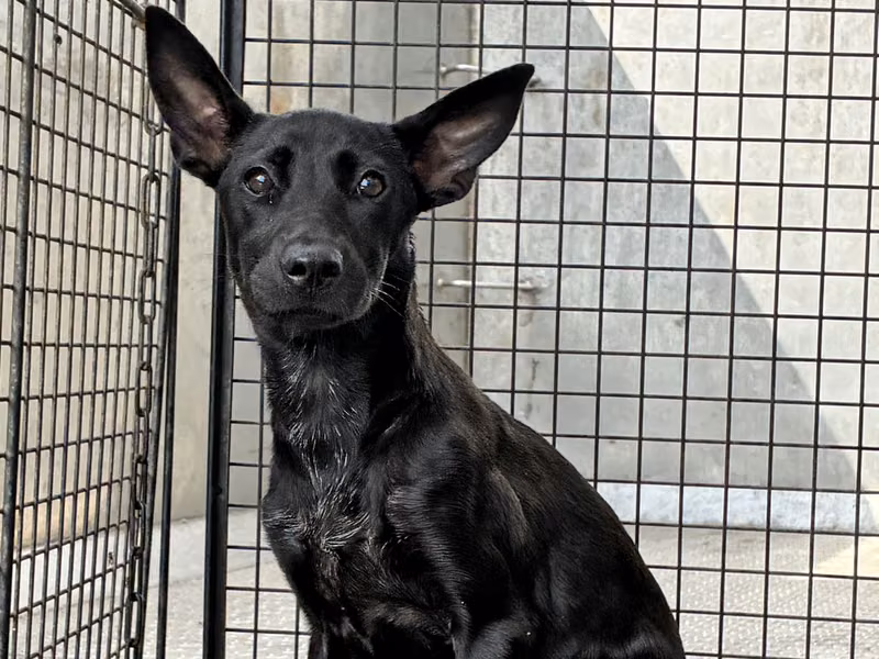 Black young female mixed-breed dog, Small, shelter no. …2004