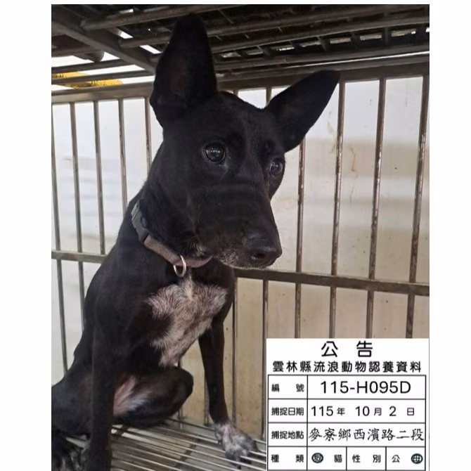 Black young female mixed-breed dog, Medium, shelter no. …095D