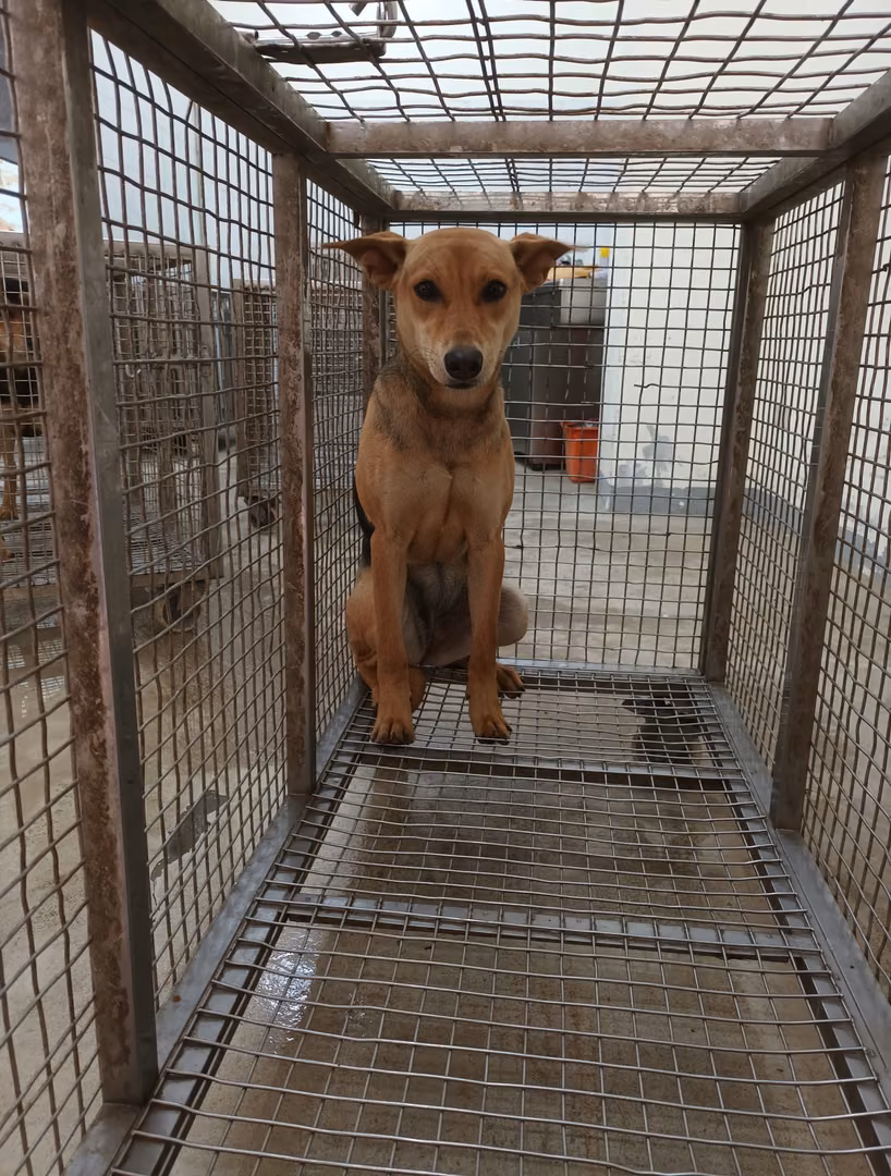 Tan adult female mixed-breed dog, Large, shelter no. …5005