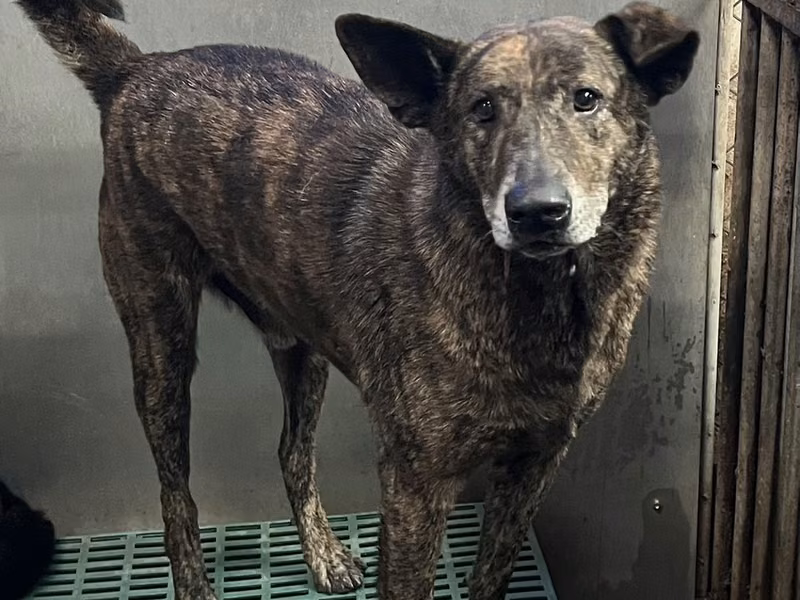 Tabby adult male mixed-breed dog, Medium, shelter no. …0009