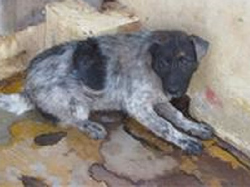 Patched male mixed-breed dog, Medium, shelter no. …3004