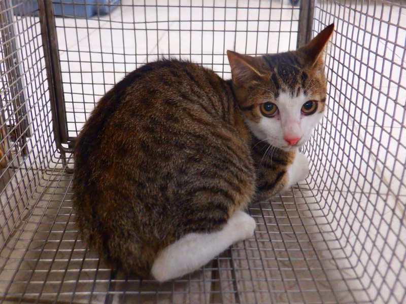 Tabby-and-white adult male mixed-breed cat, Small, shelter no. …13C8