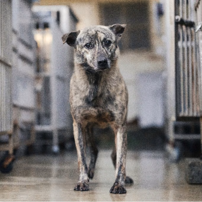 Tabby adult male mixed-breed dog, Medium, shelter no. …2603